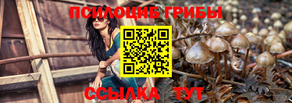 Бузулук  Псилоцибиновые грибы Psilocybe  Вход с VPN  Галлюциногенные грибы Cubensis 
