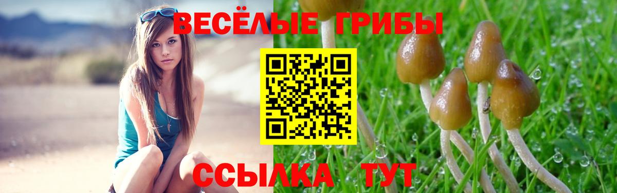 Галлюциногенные грибы Psilocybe Бузулук